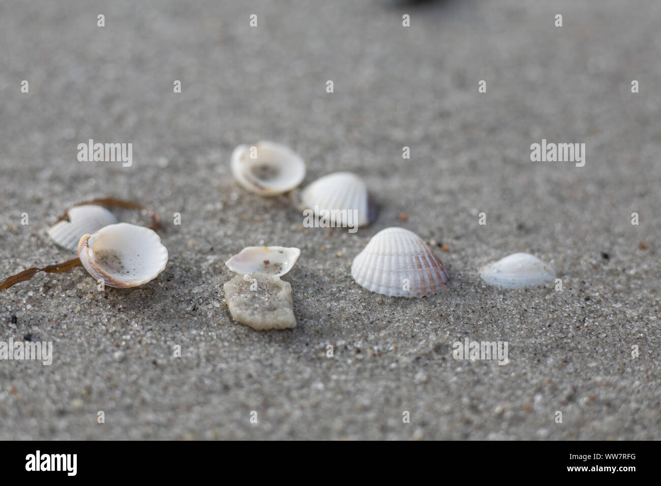 Cockles on the beach Stock Photo Alamy