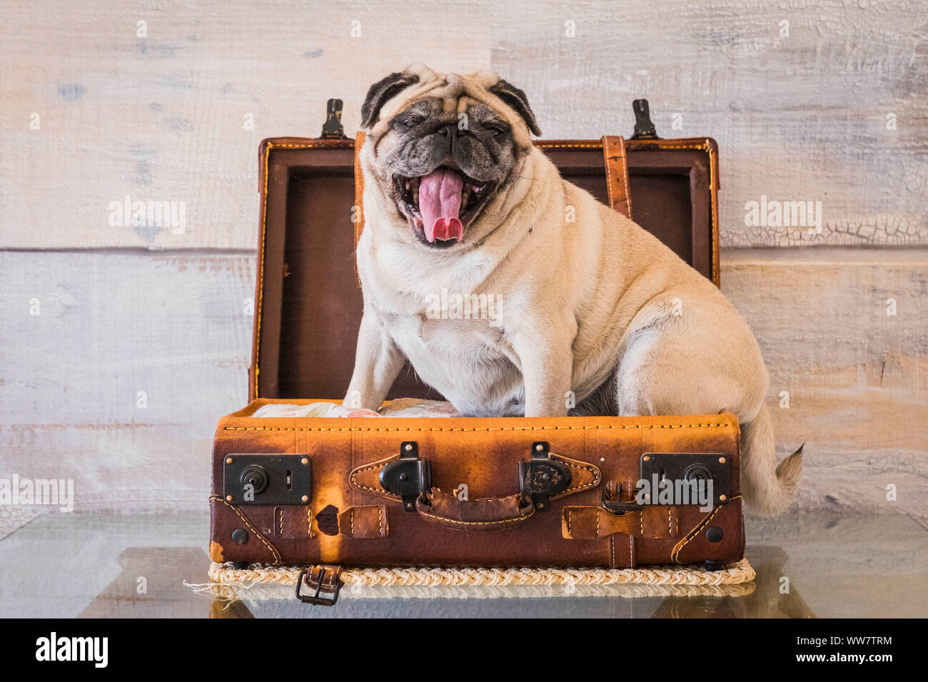 nice funny pug dog lazy sleep on the 24 hour luggage ready to travel but bored and tired with wall on the background. old vintage trolley and image, journey concept Stock Photo