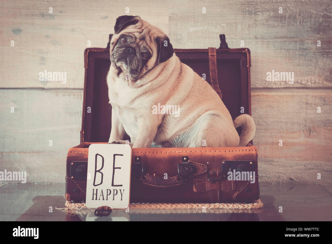 vintage filter and scene with old white pug lay down inside an old carrying case luggage. defocused background ancient style for wallpaper. Be happy concept Stock Photo