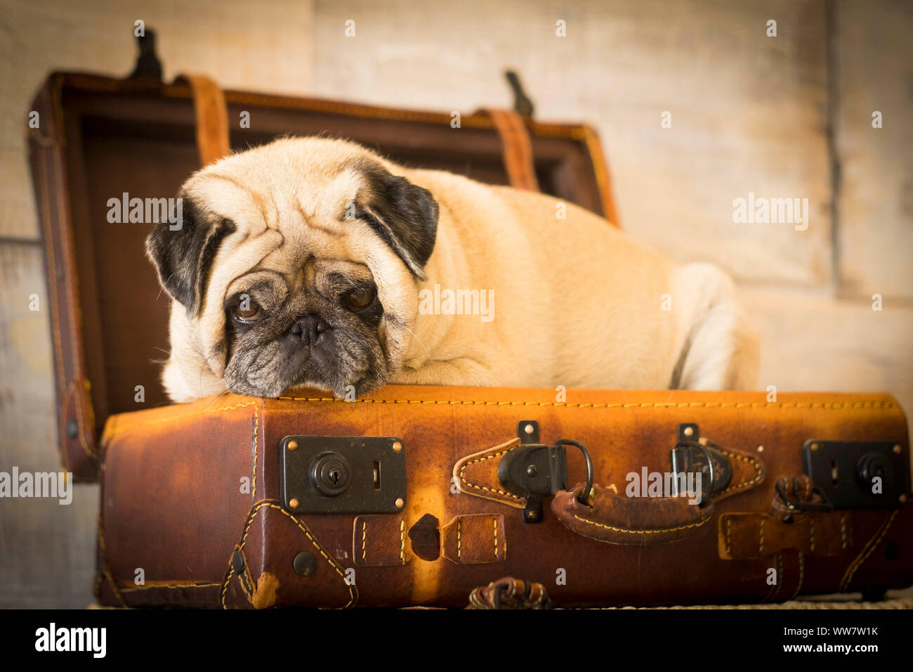 vintage filter and scene with old white pug lay down inside an old