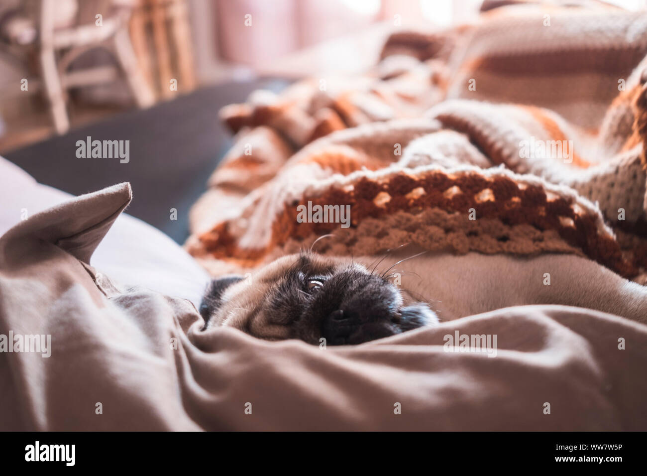 Funny nice pug dog sleep on the sofa at home with a morning backlight from a window. Lazy concept Stock Photo
