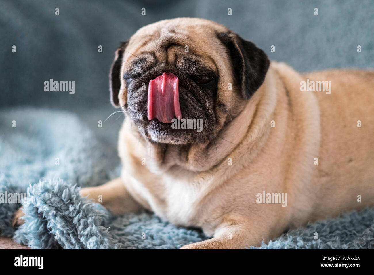 home funny image of nice clear pug waiting the food lay down on a blue cover. big tongue on the nose. lazy concept. Stock Photo