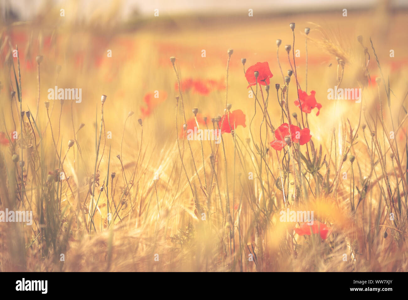 Red poppy flowers hi-res stock photography and images - Alamy