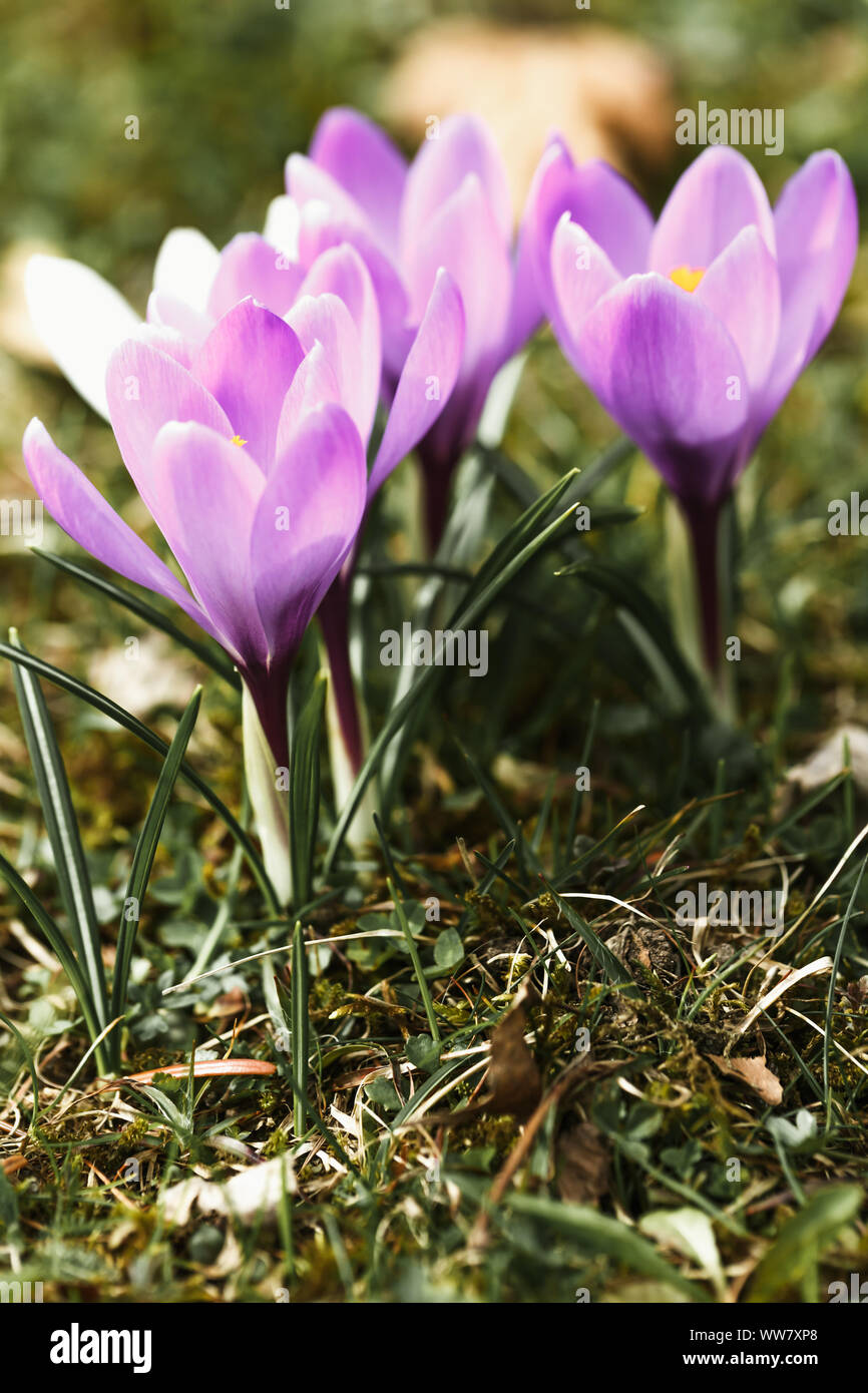 Spring messengers, the crocus filling the garden with colour, Stock Photo