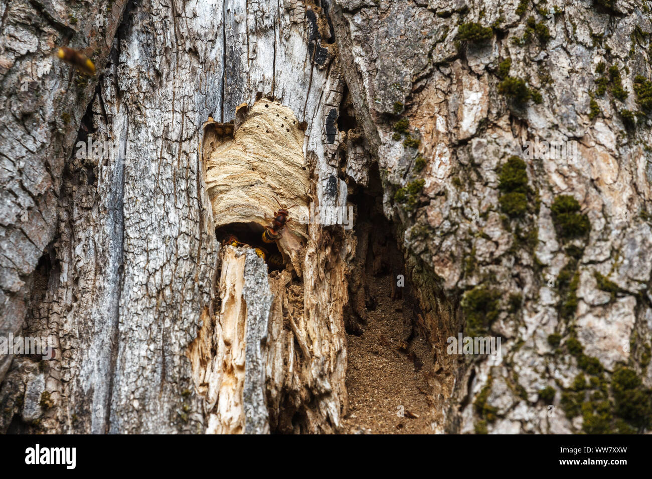 Hornets at the entrance of their nest in a tree, Stock Photo