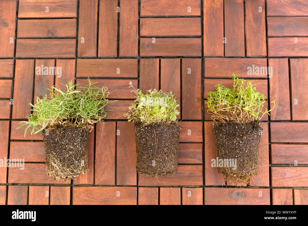 Selfmade herb garden, accessories, plants, herbs Stock Photo Alamy
