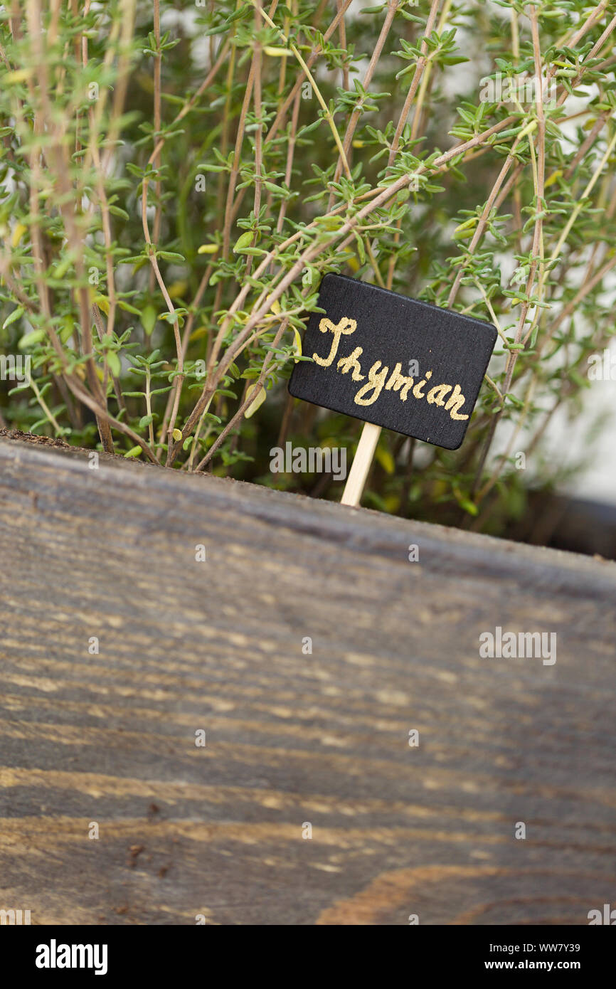 Herb garden, thyme, close-up Stock Photo