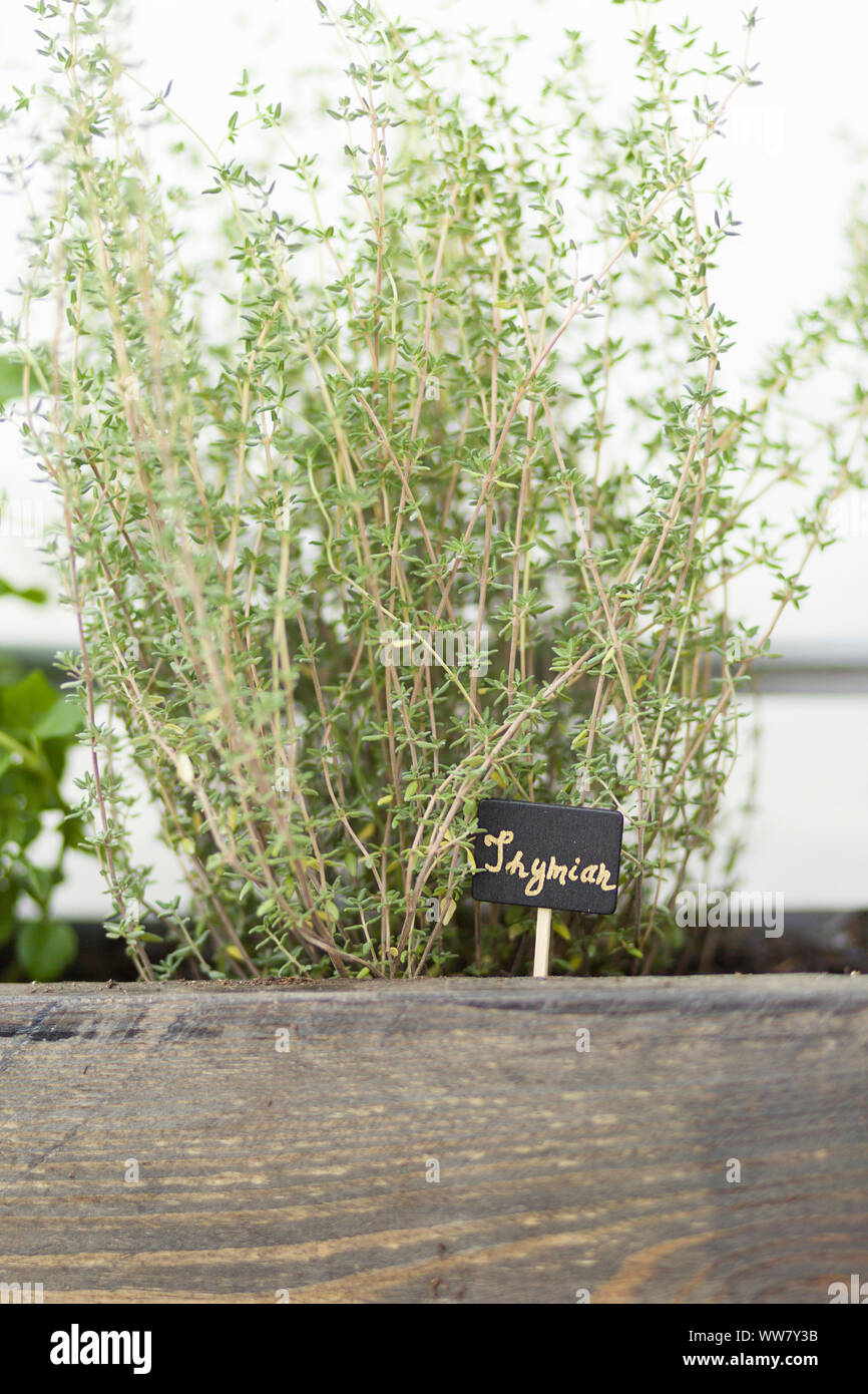 Herb garden, thyme, Stock Photo