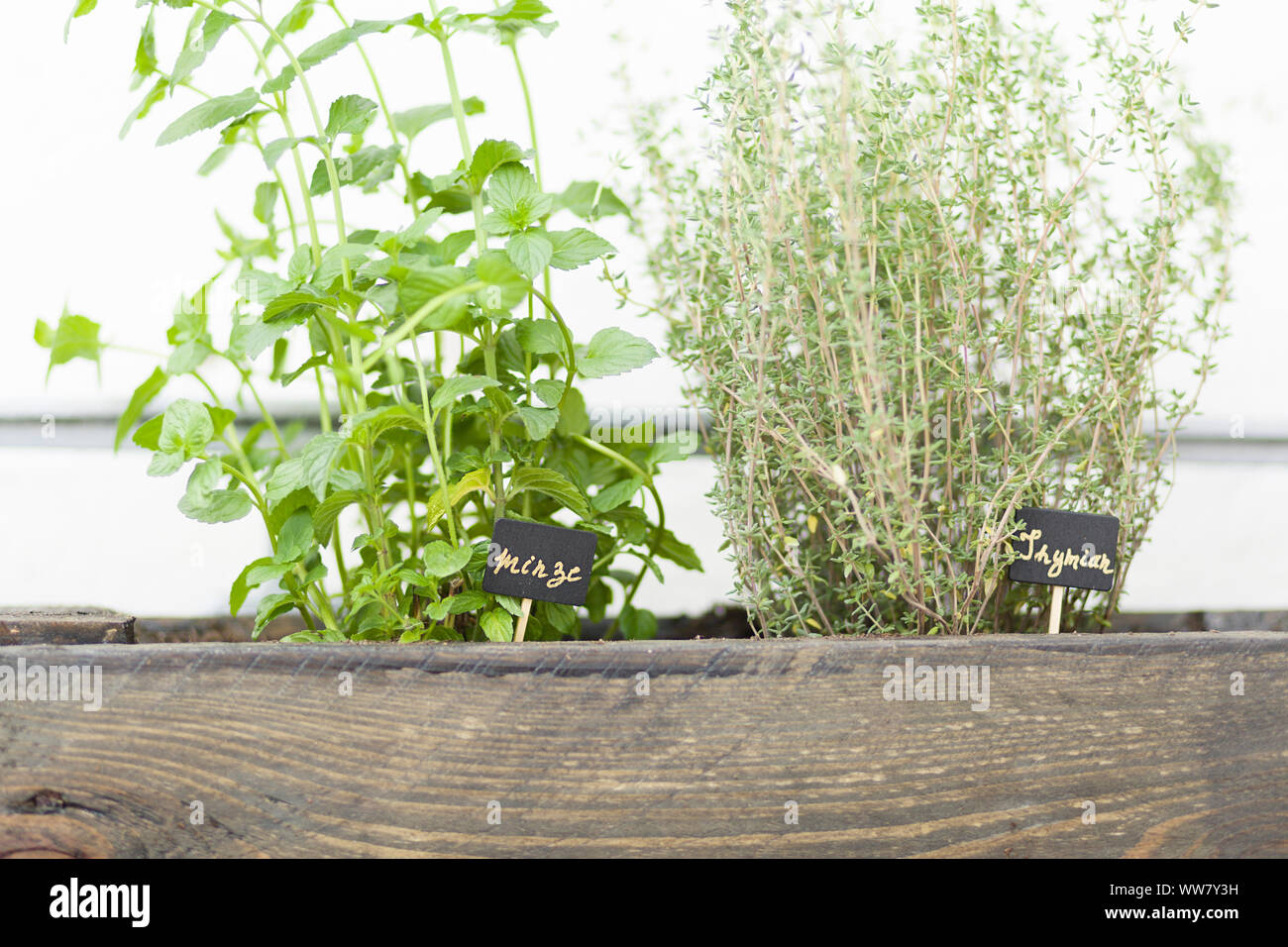 Herb garden, thyme, mint, Stock Photo