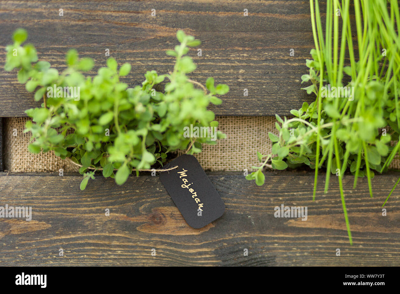 Herb garden, marjoram, Stock Photo