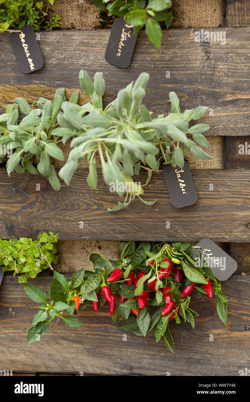 Herb garden, sage, chilli, vertical garden Stock Photo