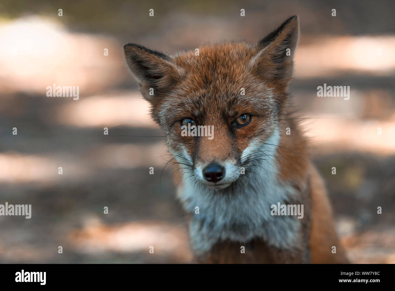 Wild-living red fox in the Dutch dunes, close-up, looking in the camera Stock Photo