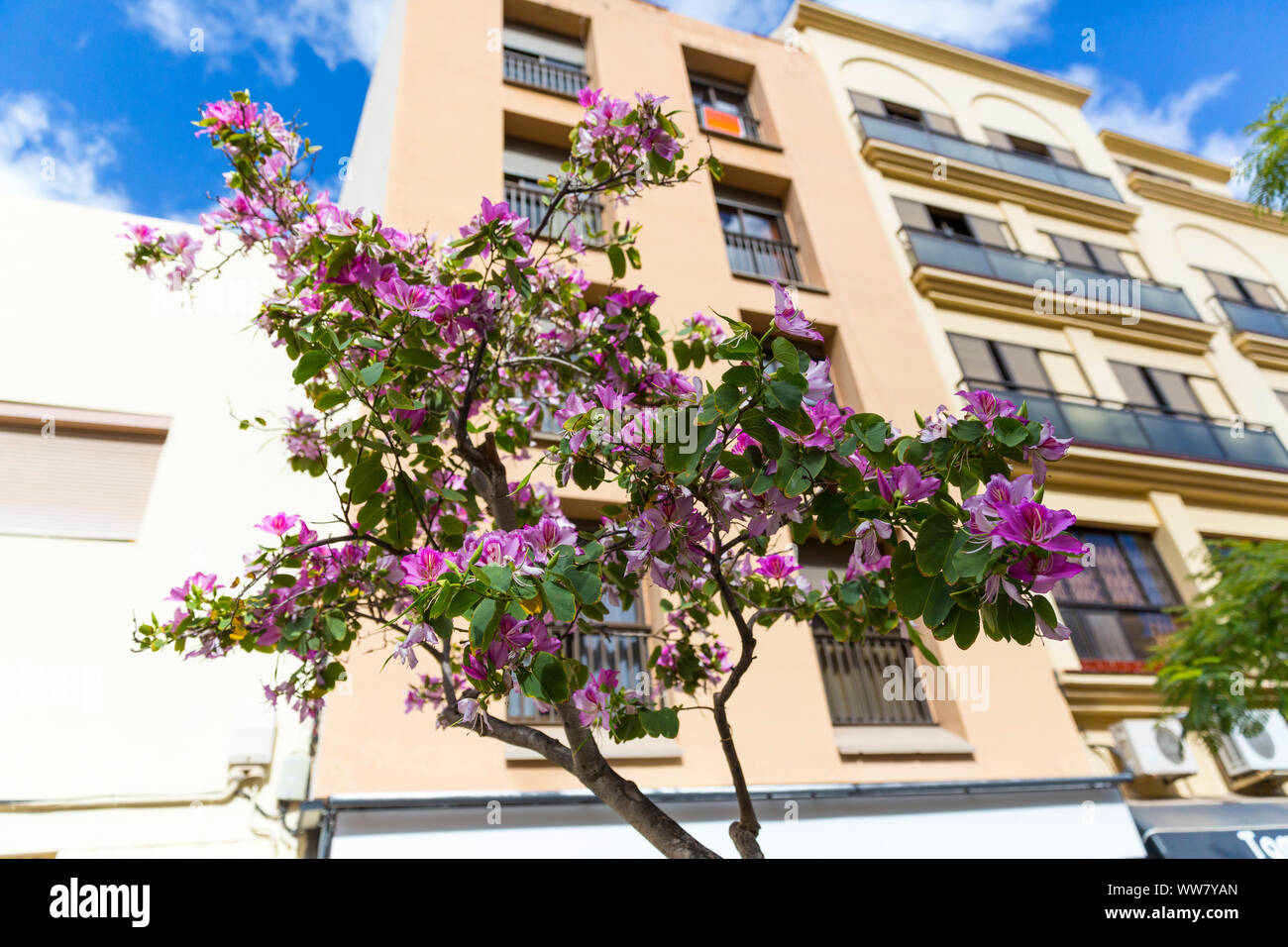 Orchid tree, (Bauhinia variegata), Santa Cruz de Tenerife, Canary Islands, Spain, Europe Stock Photo