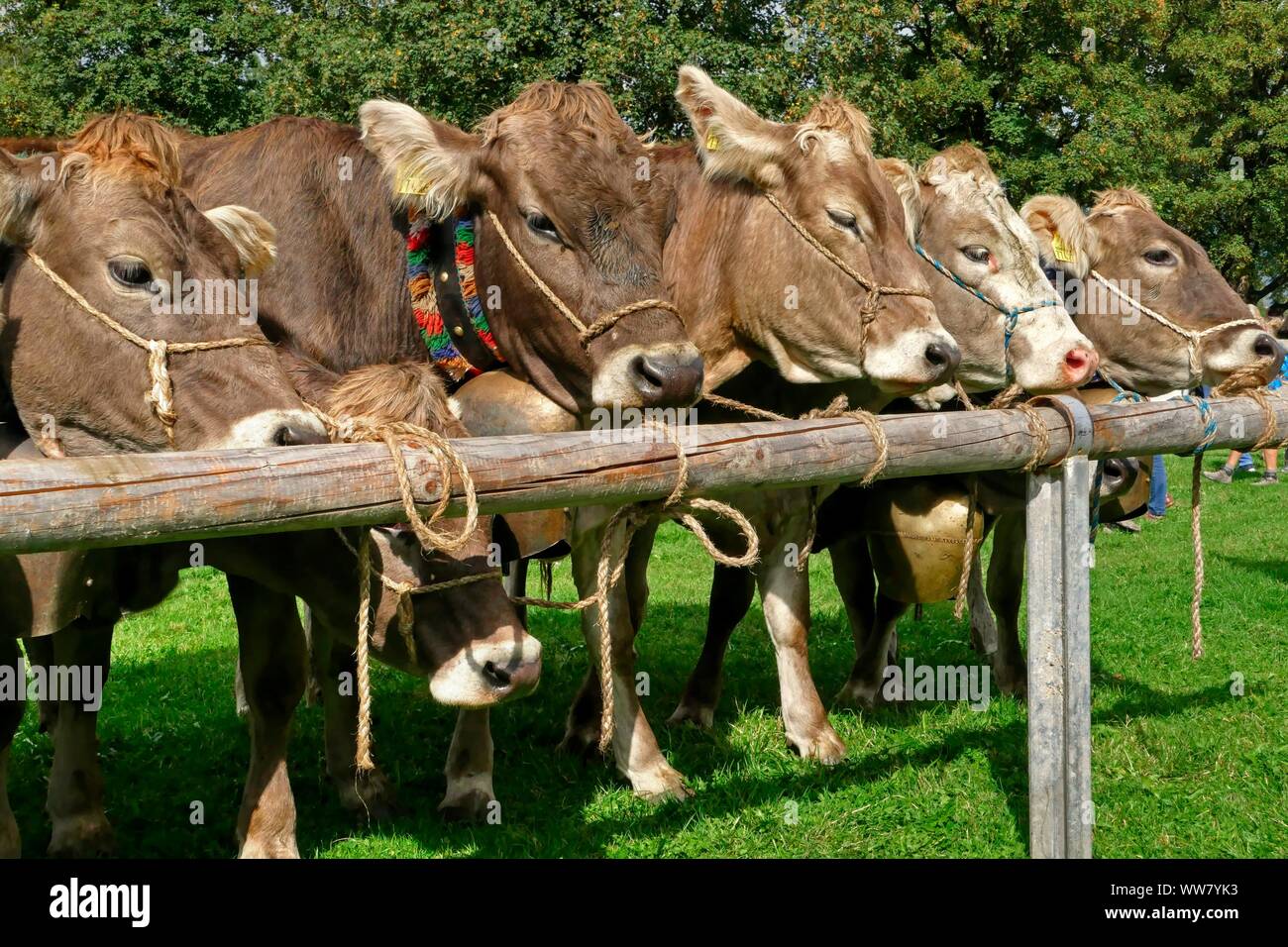  Foto zu Almabtrieb in Oberstdorf, AllgÃ¤u, Swabia, Bavaria, Germany Stock Photo 