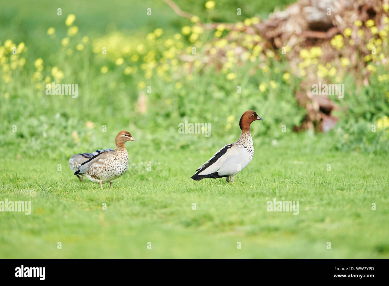 Maned goose (Chenonetta jubata), male, female, meadow, side view, standing, wildlife, close-up Stock Photo