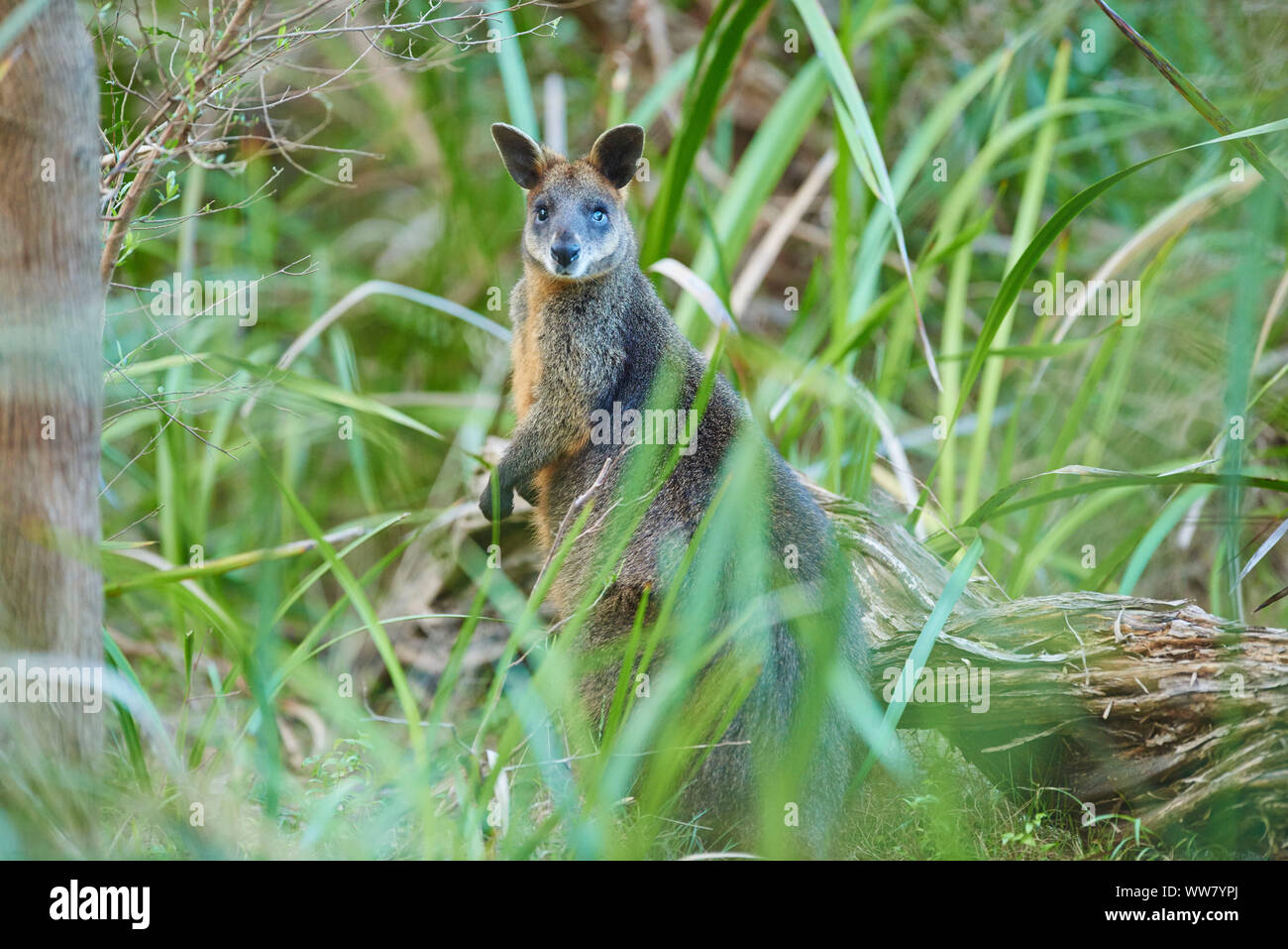 Swamp wallaby (Wallabia bicolor) standing in the bushes, looking at camera, wildlife, Phillip Island, Victoria, Australia Stock Photo
