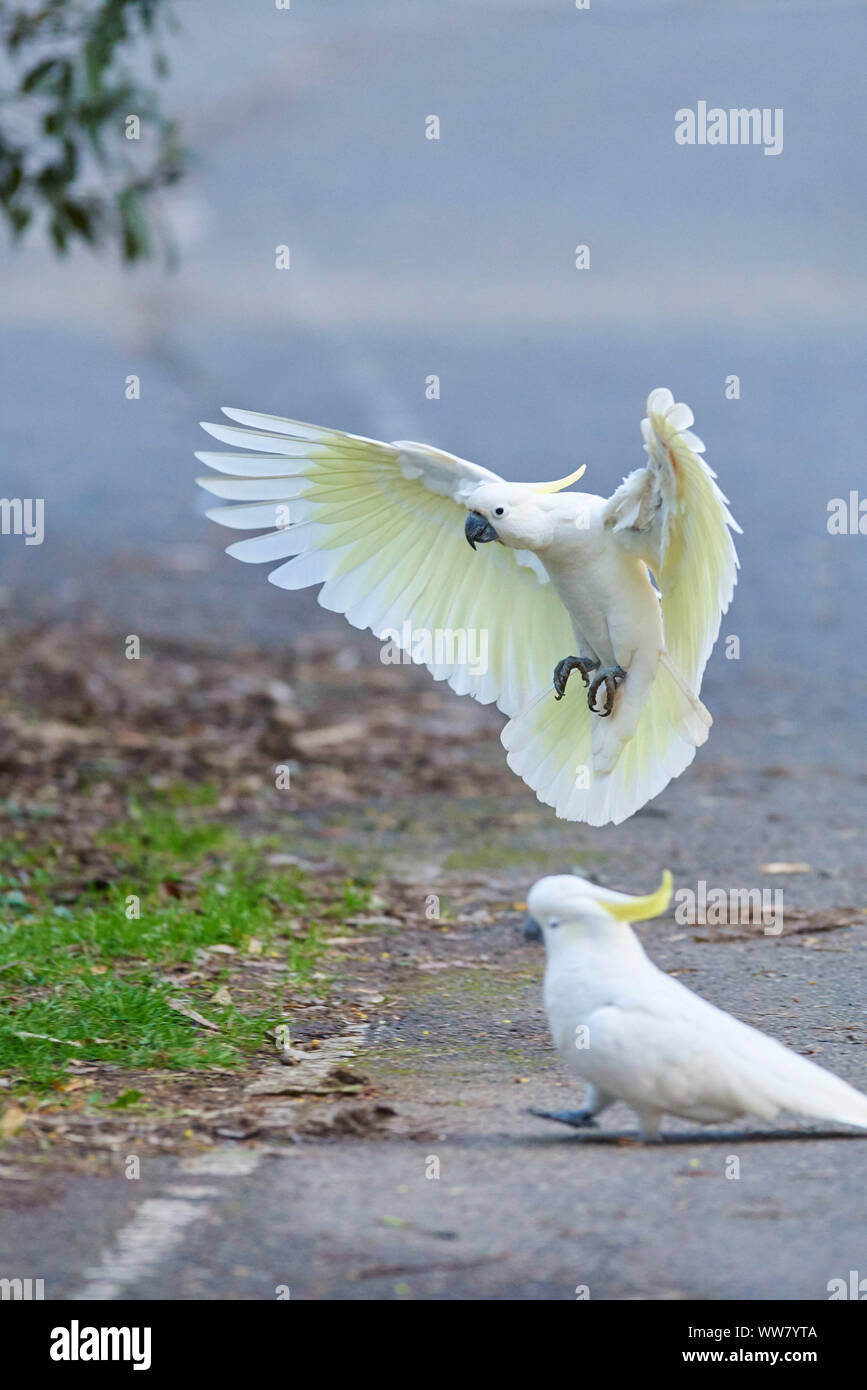 Sulphurcrested cockatoo (Cacatua galerita) in a forest, flying