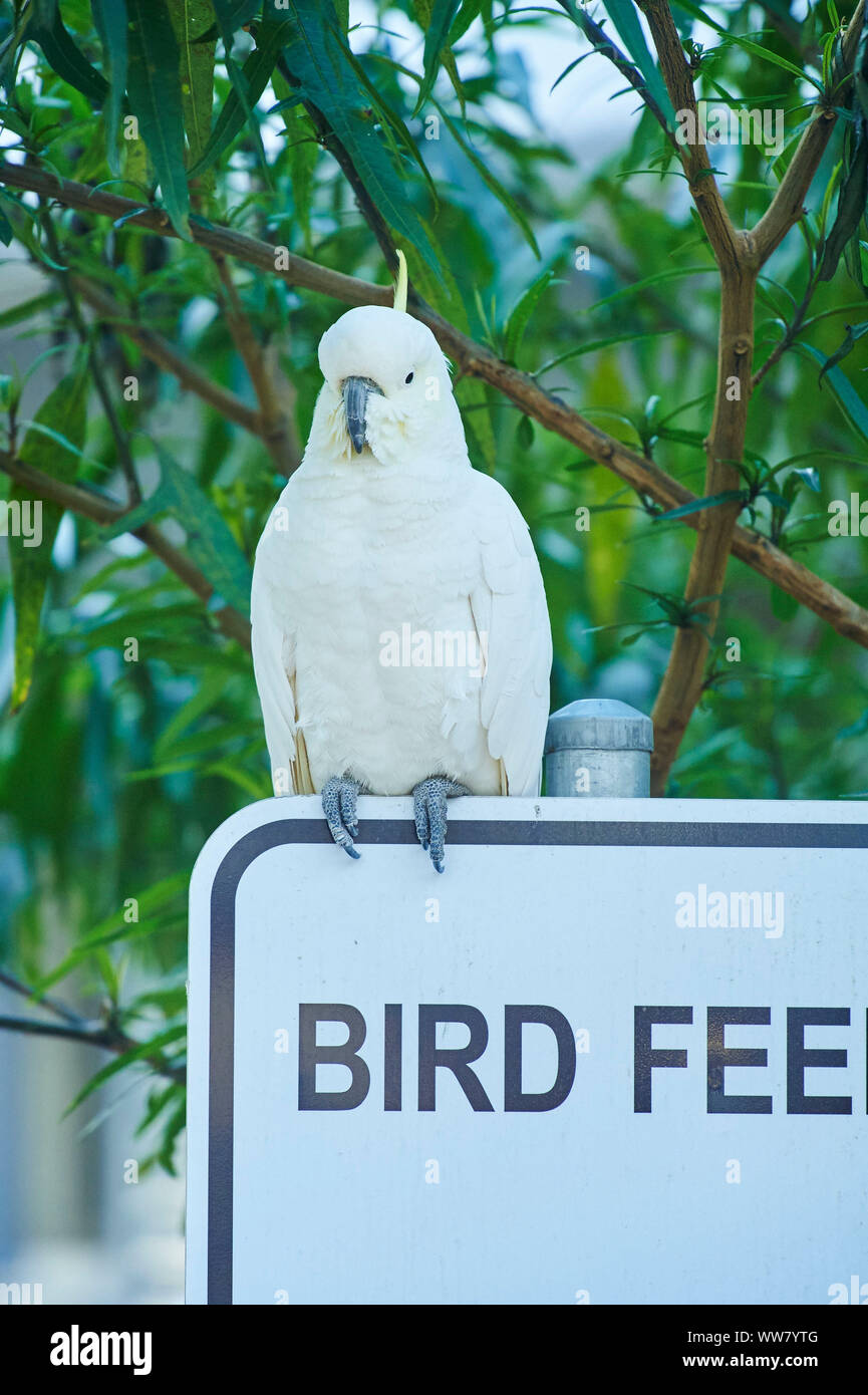 Sulphurcrested cockatoo (Cacatua galerita) sitting on a sign, wildlife