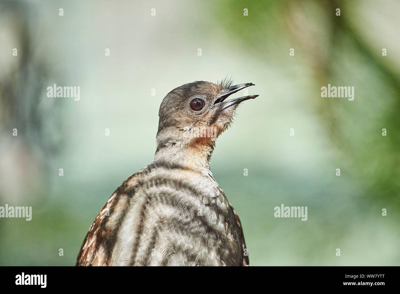 Superb lyrebird (Menura novaehollandiae), portrait, side view, singing Stock Photo