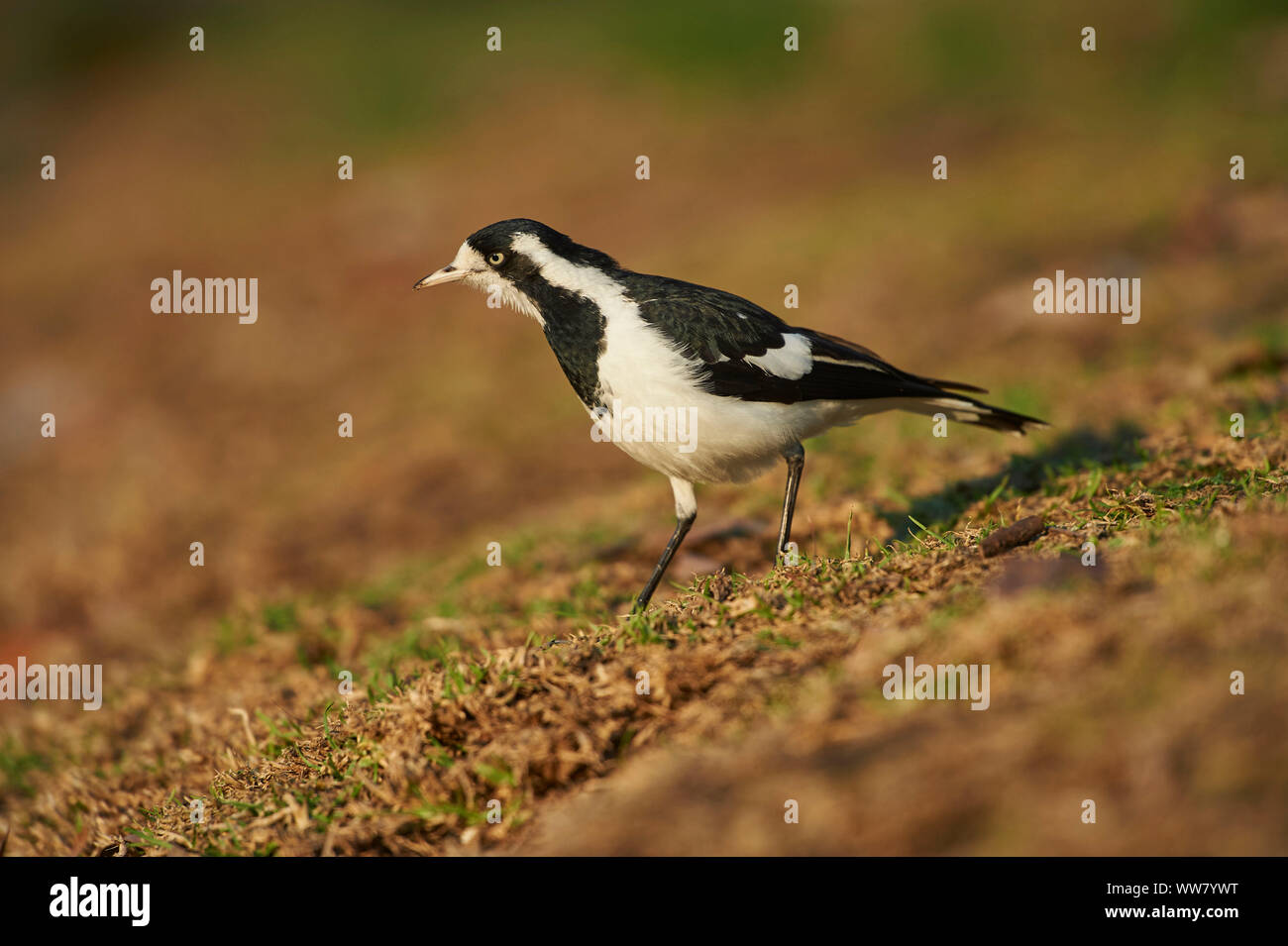 Magpie-lark (Grallina cyanoleuca), meadow, side view, standing Stock Photo