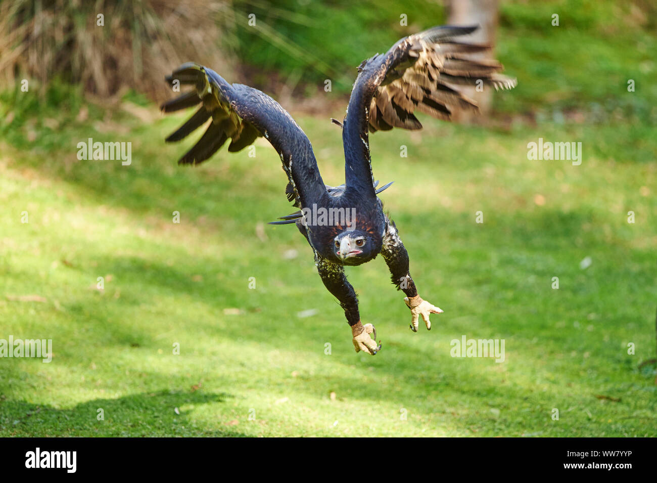 Wedge-tailed eagle (Aquila audax) on the wing, close up, Victoria, Australia Stock Photo