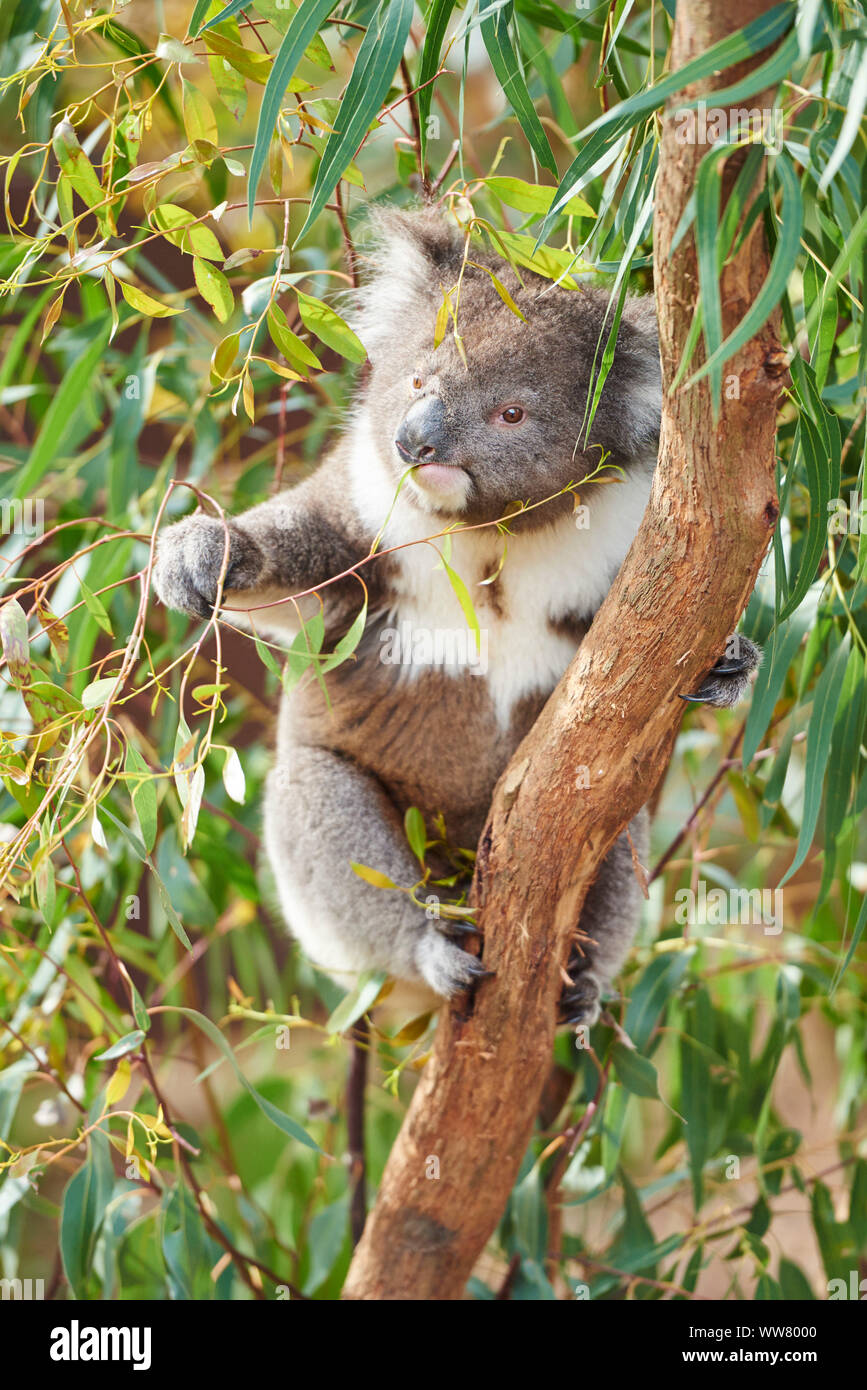 Koala (Phascolarctos cinereus) on a bamboo tree, looking at camera, closeup, Victotria