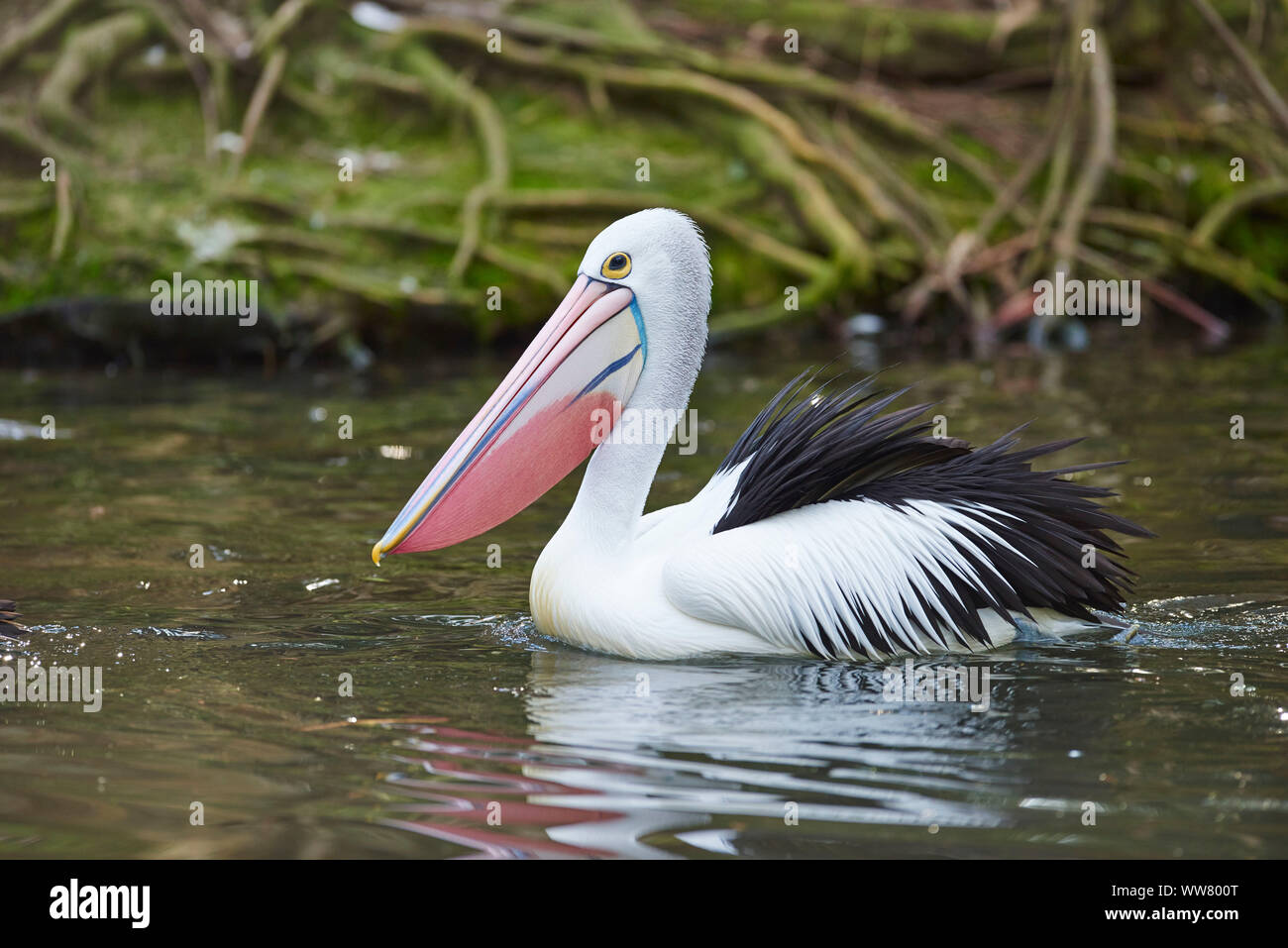 Australian Pelican (Pelecanus Conspicillatus), Water, Swimming, Close ...