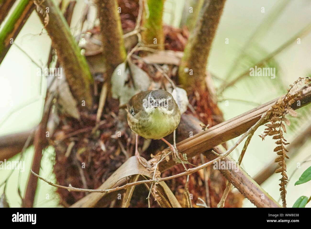 White-browed scrubwren (Sericornis frontalis), frontal, branch, sitting, looking at camera Stock Photo