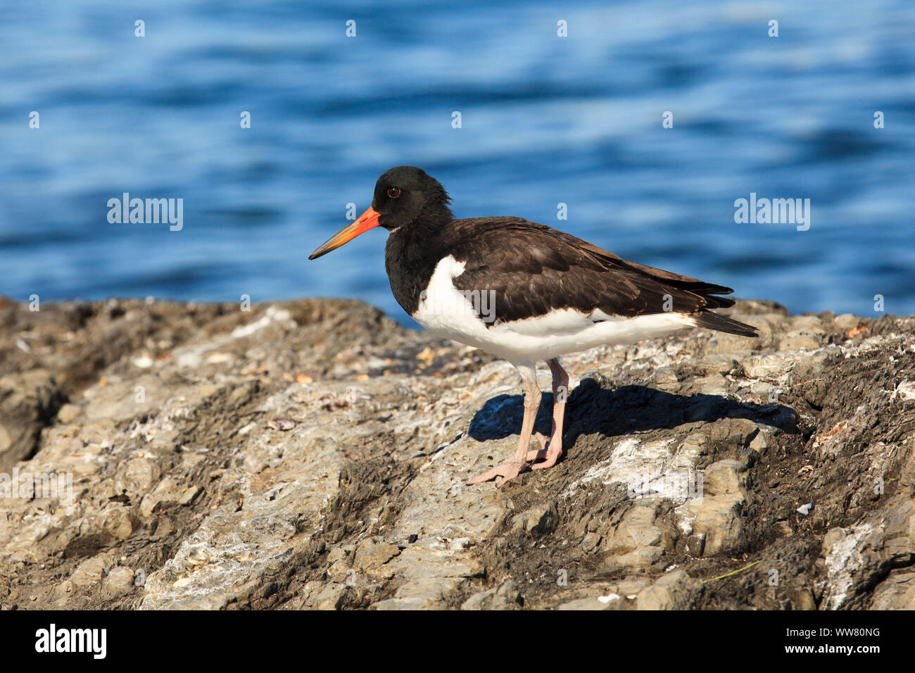 Oystercatcher, Haematopus ostralegus Stock Photo - Alamy