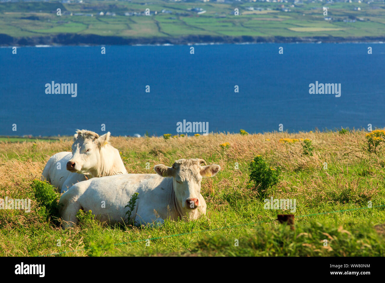 Cattle lying on the meadow, Ireland, Stock Photo