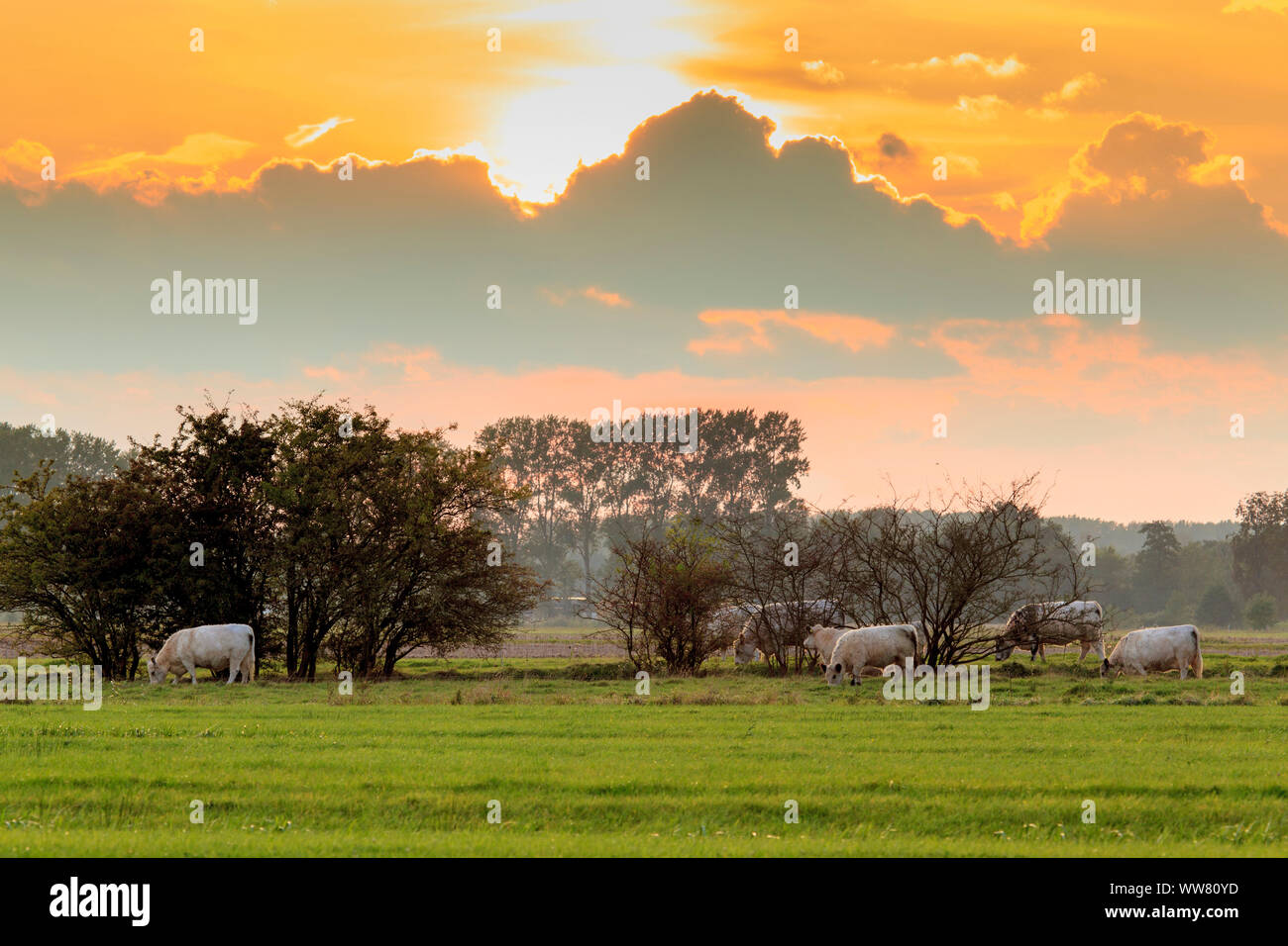 Rural idyll in the outskirts of Hamburg, Germany, Europe Stock Photo
