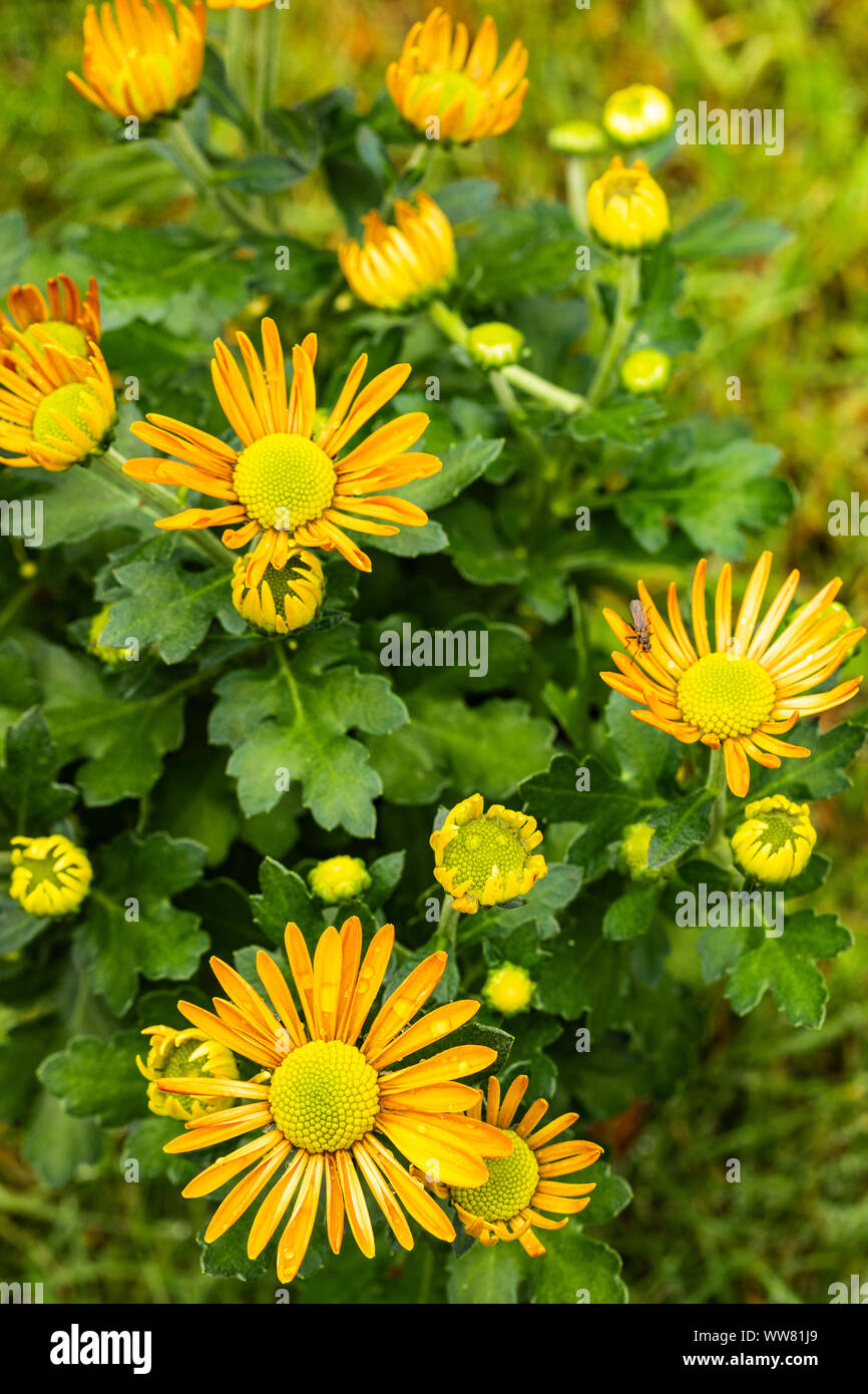 Indian chrysanthemum hires stock photography and images Alamy