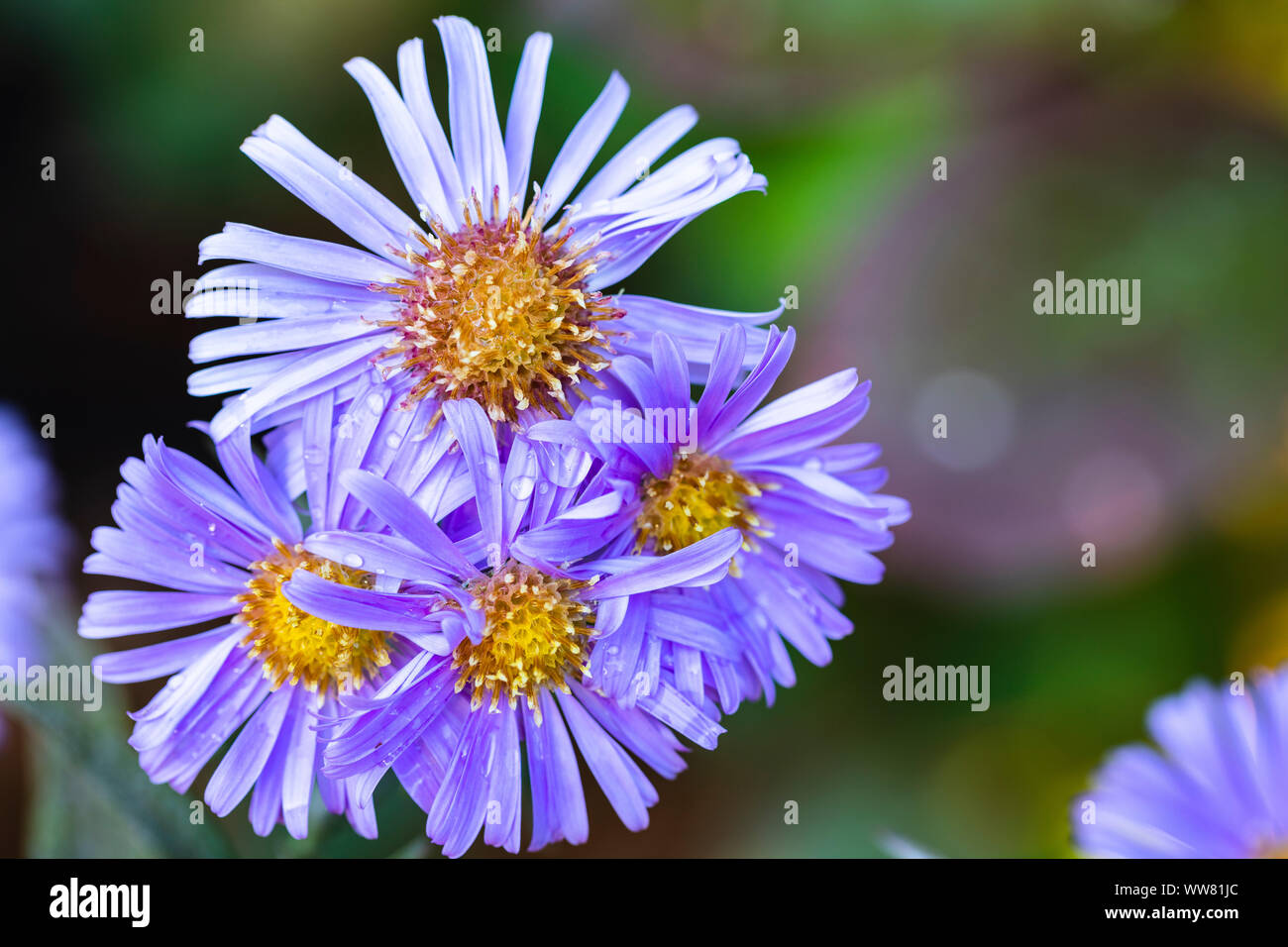 New York aster, aster novi-belgii, variety 'long-term blue', wild chrysanthemum, close-up, double blossoms Stock Photo