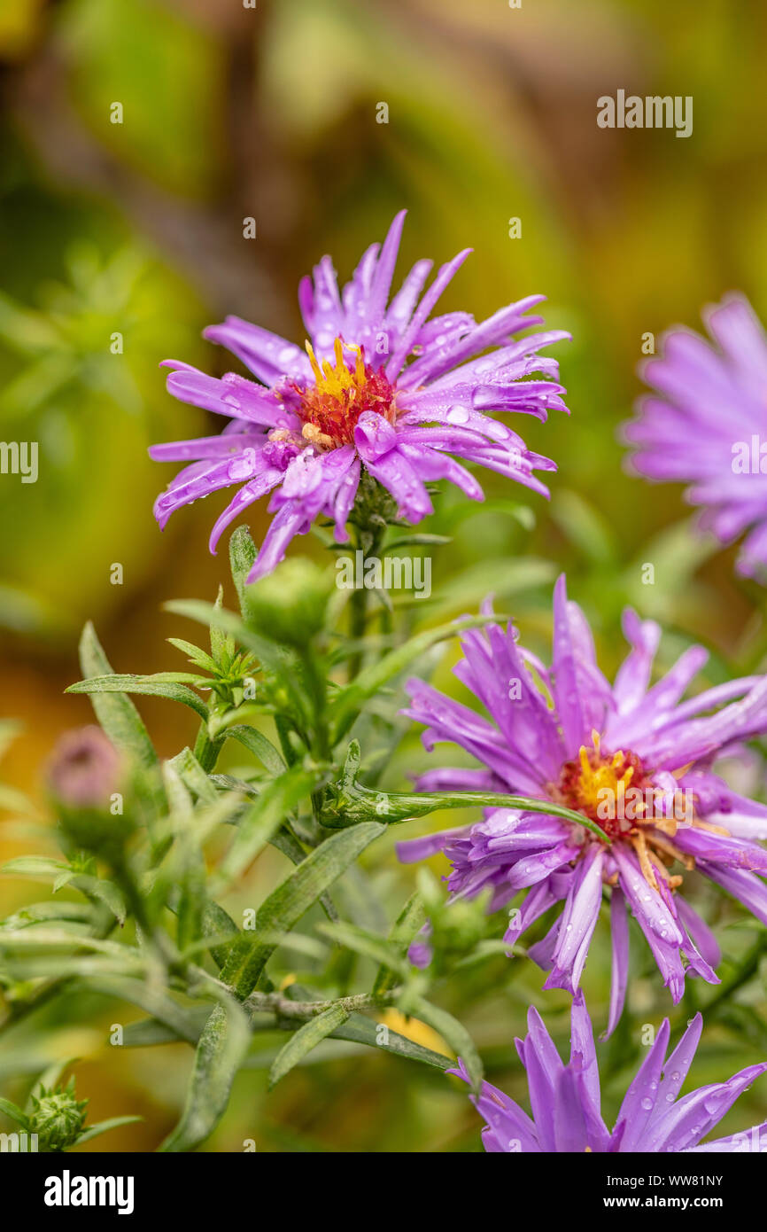 Double chrysanthemum hi-res stock photography and images - Alamy