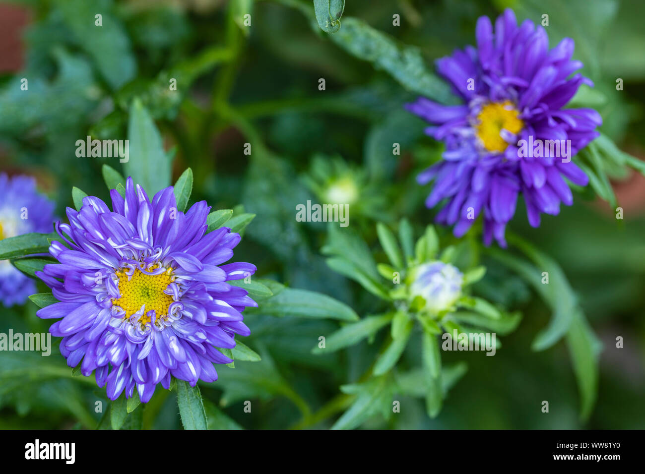 China aster, annual aster Stock Photo