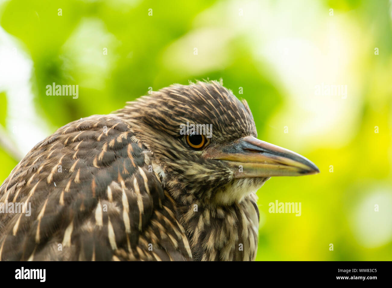 Juvenile Black-crowned night heron (Nycticorax nycticorax) at the Ellie Schiller Homosassa Springs Wildlife State Park, Florida, USA. Stock Photo