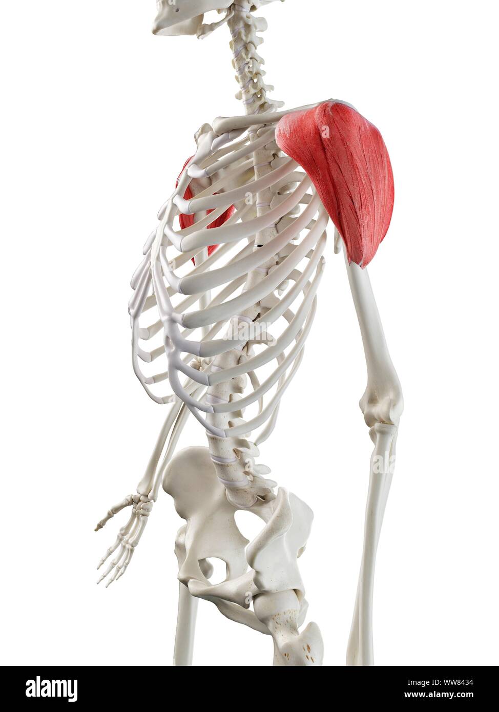 M serratus anterior