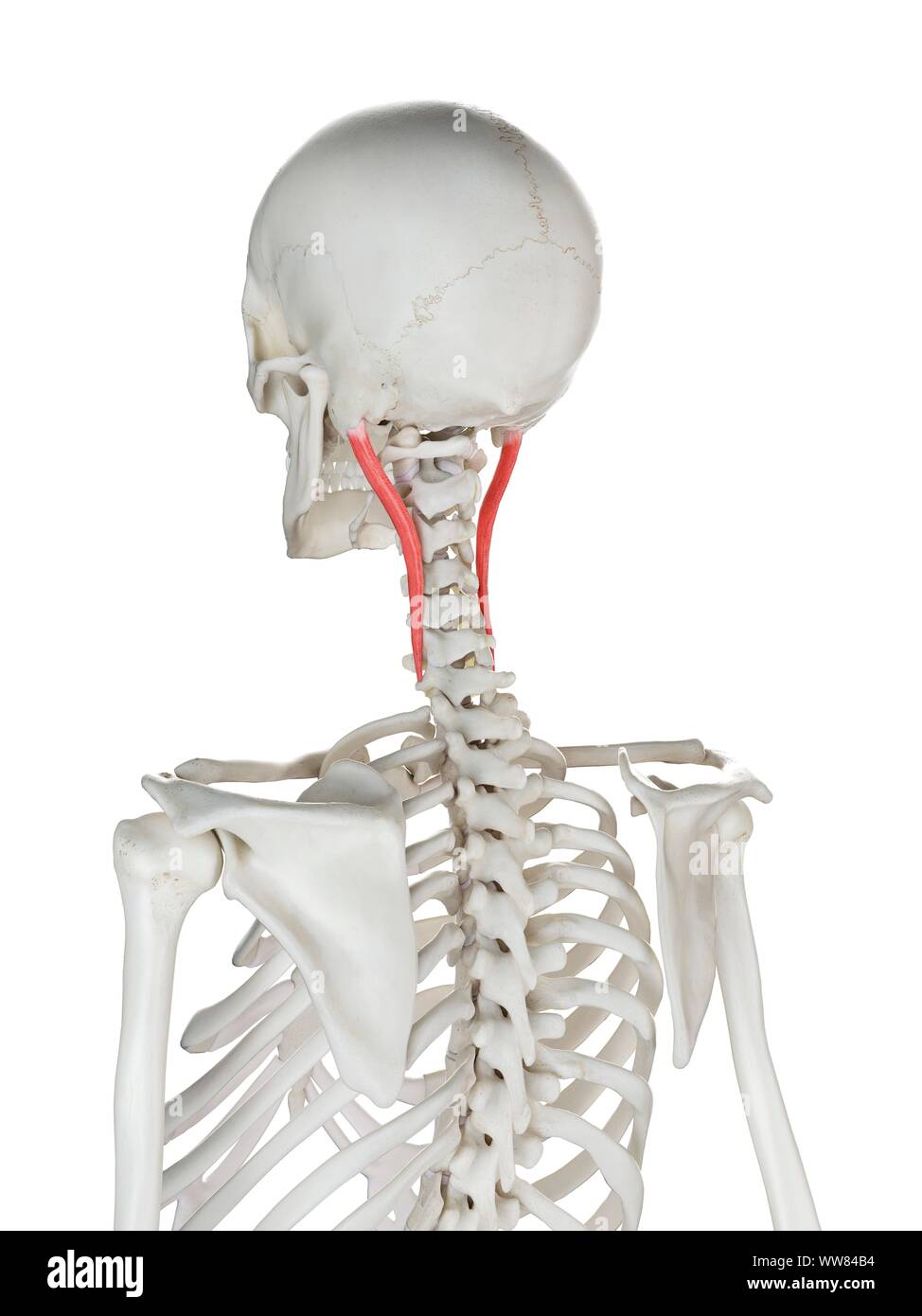 Longissimus capitis muscle, illustration Stock Photo - Alamy