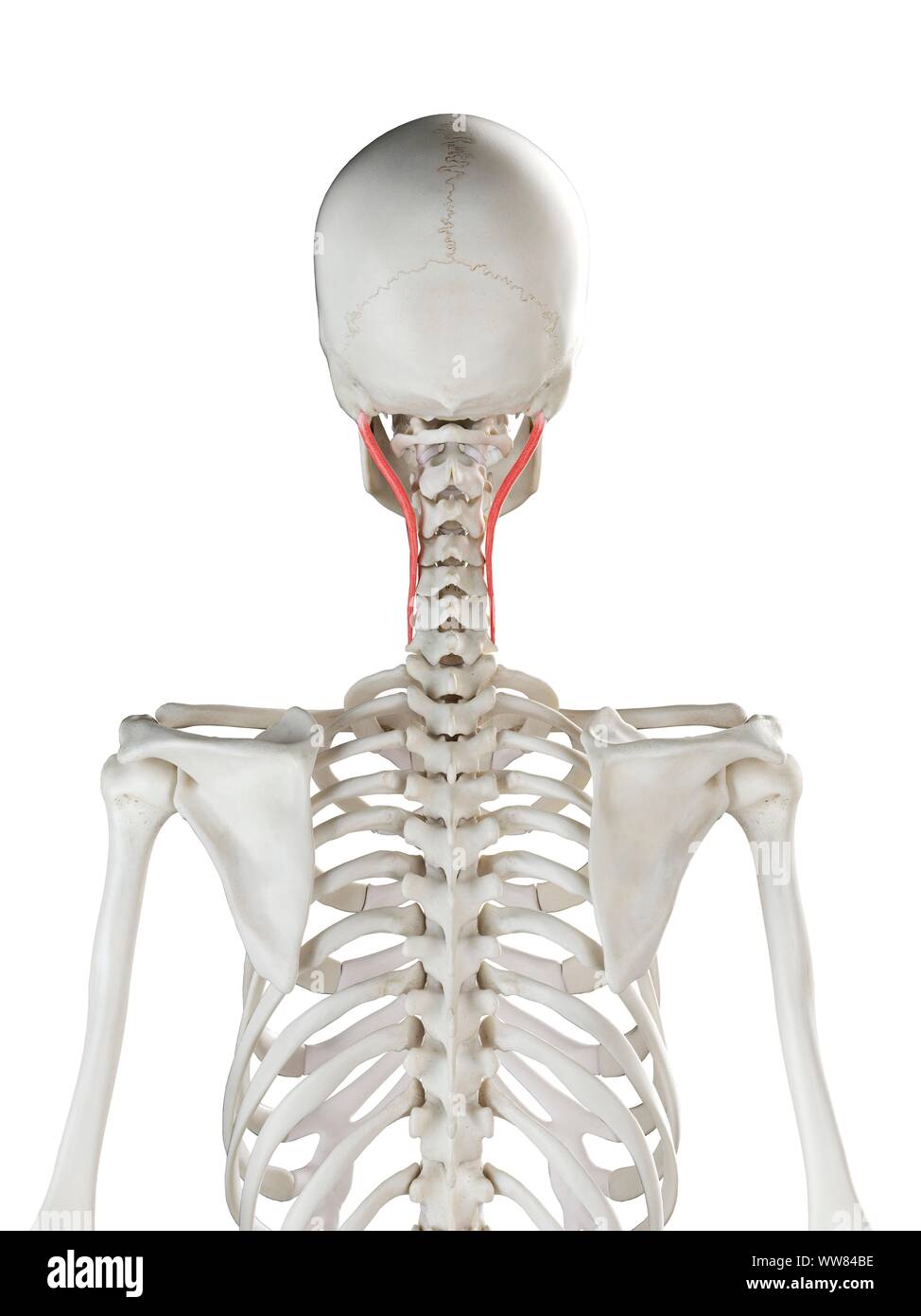 Longissimus capitis muscle, illustration Stock Photo - Alamy