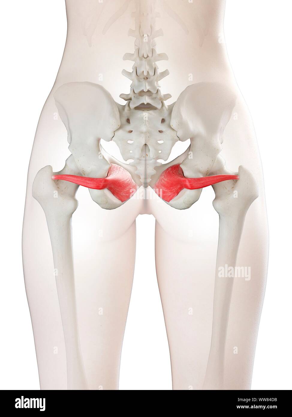 Obturator internus muscle, illustration Stock Photo - Alamy