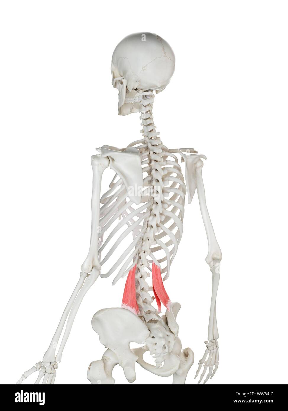 Quadratus lumborum hires stock photography and images Alamy