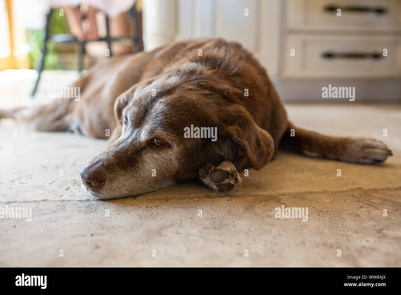 do tiles work on dogs