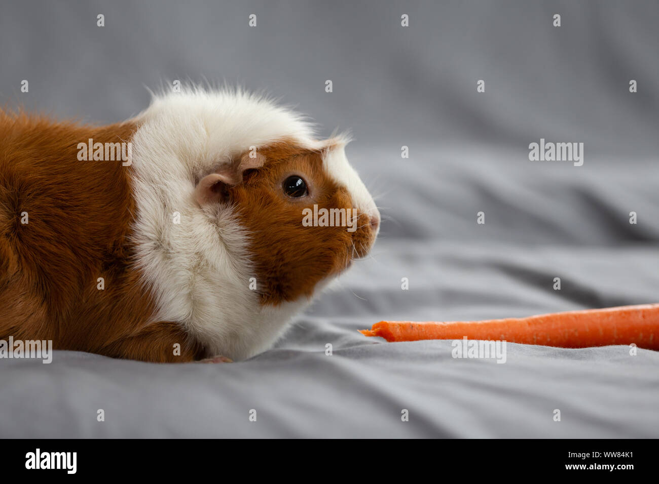 Image showcasing Side view of guinea pig eating carrot Stock Photo - Alamy
