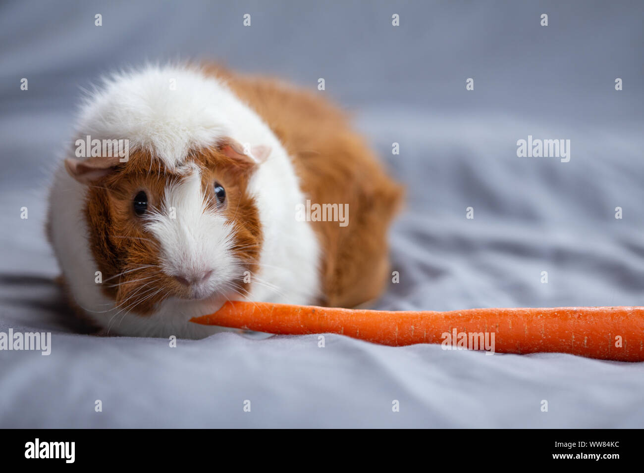 Guinea pig sitting on bed eating carrot Stock Photo Alamy
