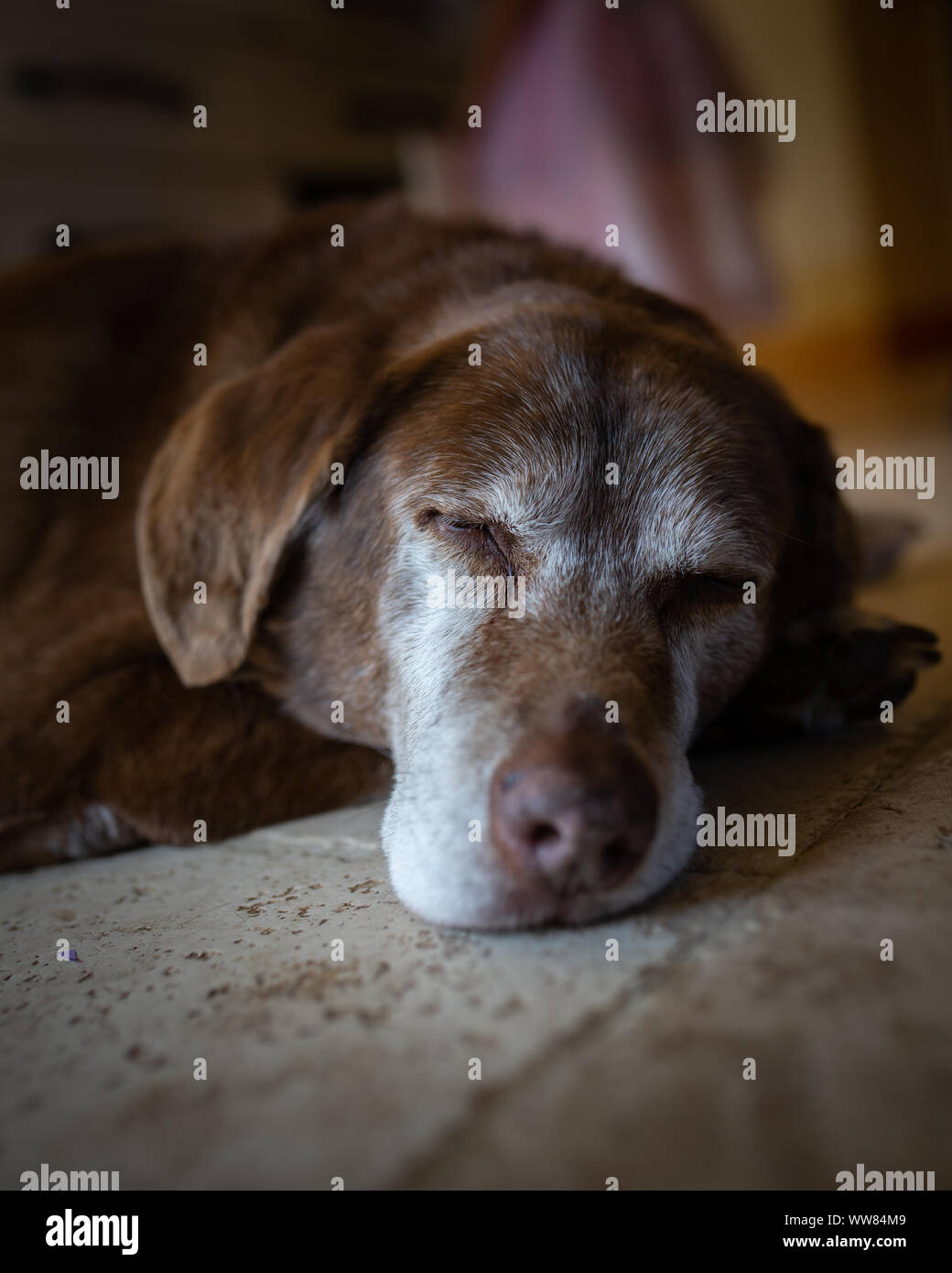 Tile floor hires stock photography and images Alamy