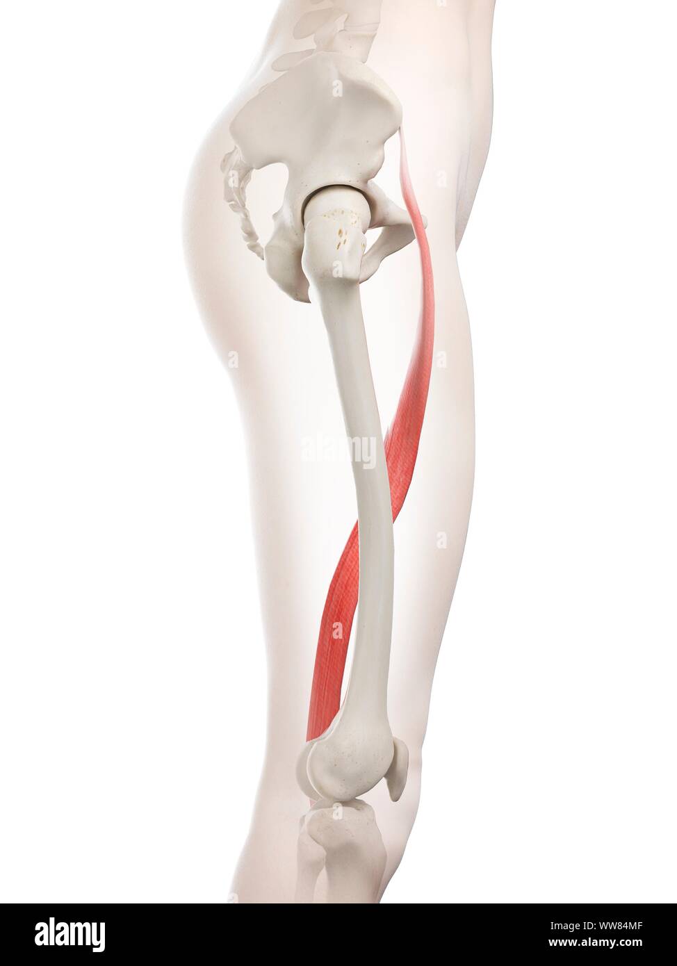 Sartorius muscle, illustration Stock Photo Alamy