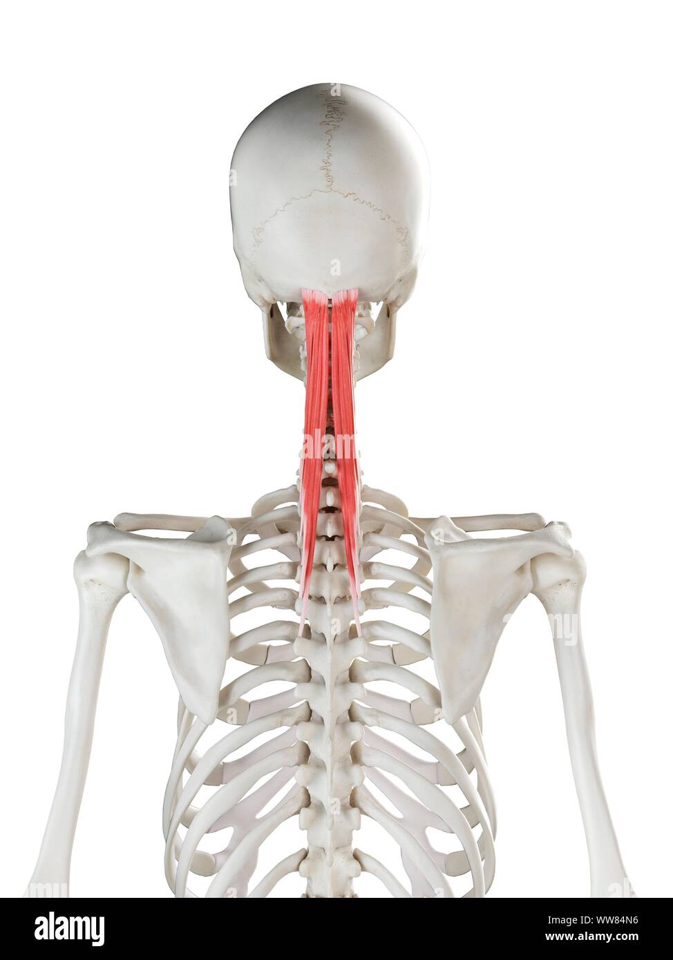 Semispinalis Capitis High Resolution Stock Photography And Images Alamy