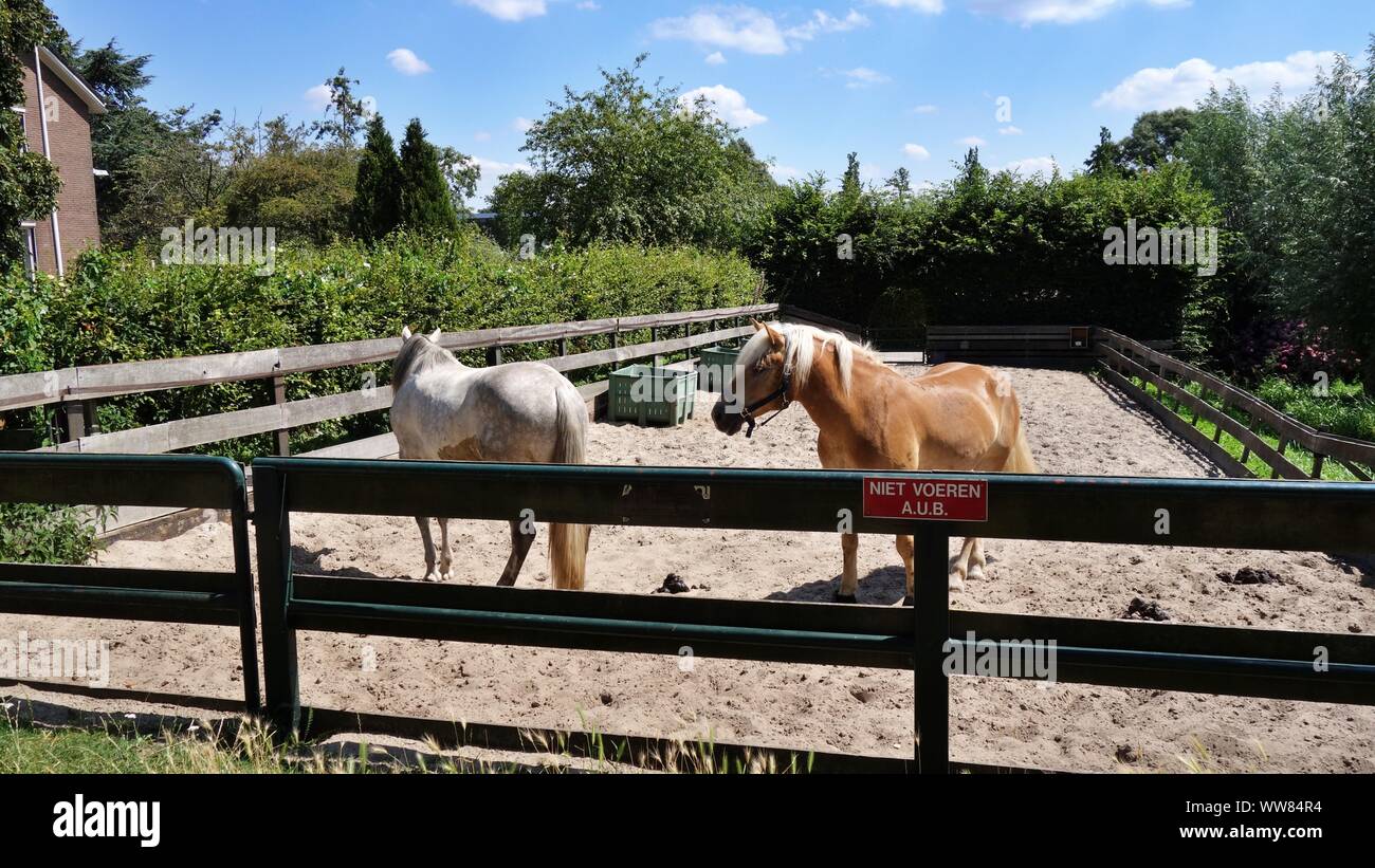 Portrait Of Two Horses High Resolution Stock Photography and Images - Alamy