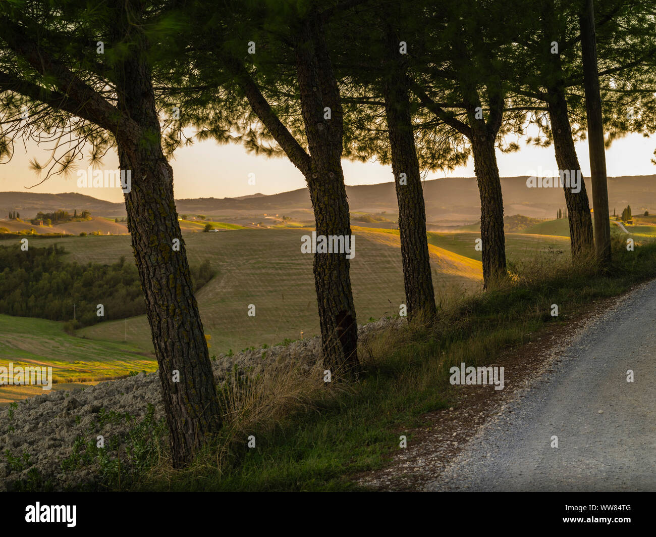 Autumnal landscape in the Tuscany near Siena, avenue Stock Photo
