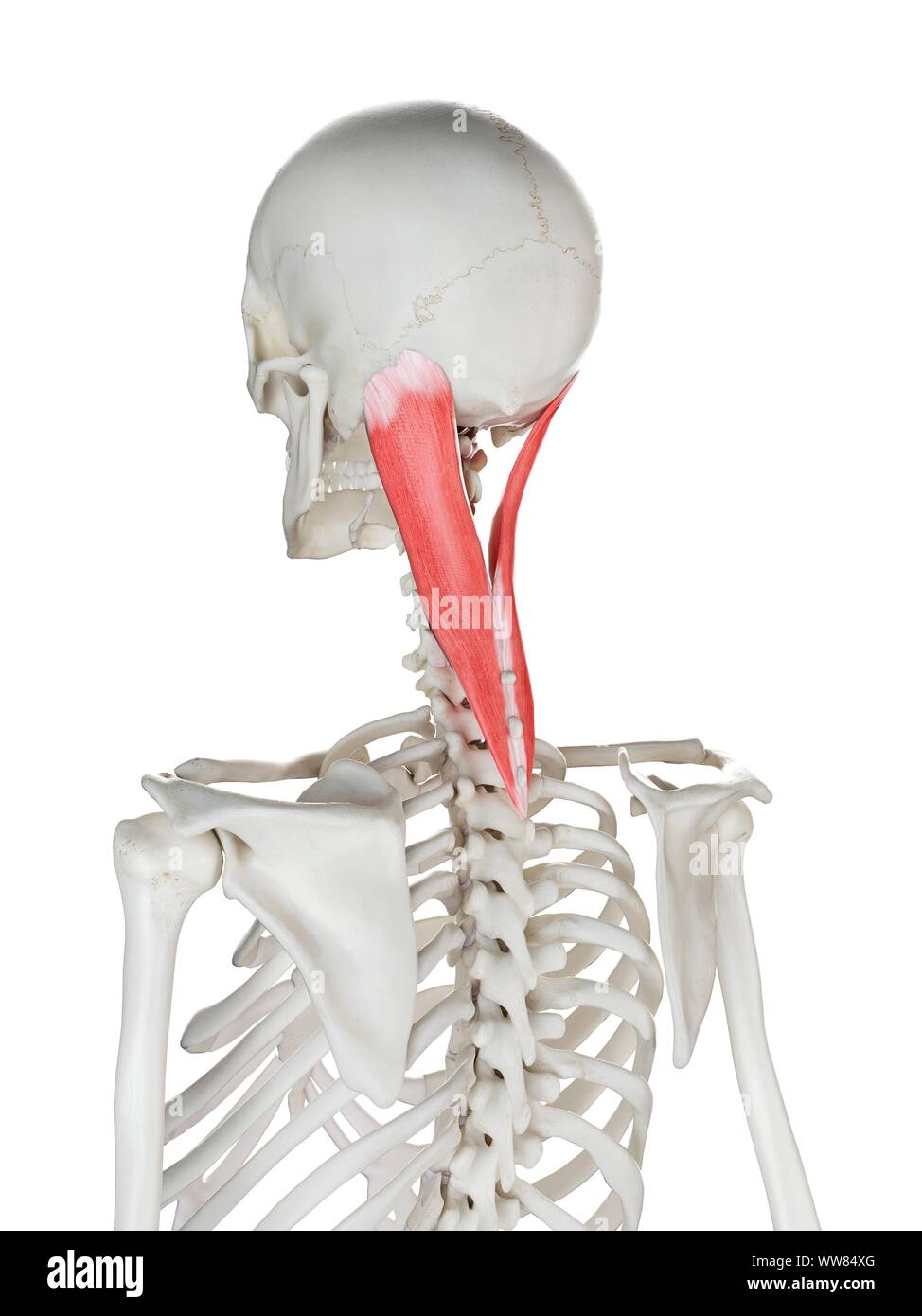Splenius Capitis Origin And Insertion